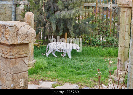 Tigre bianca del Bengala-scuro bianco striato di individui sono ben documentati nella tigre del Bengala sottospecie (Panthera tigris tigris) Foto Stock