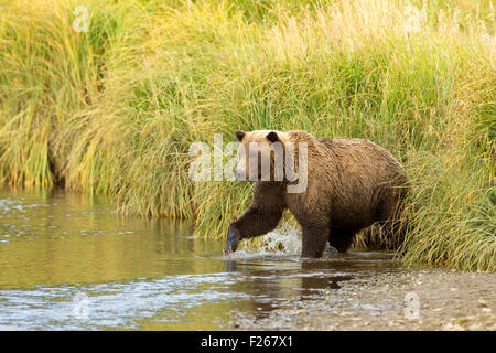 Alaska Brown Bear entrando nel Creek Foto Stock