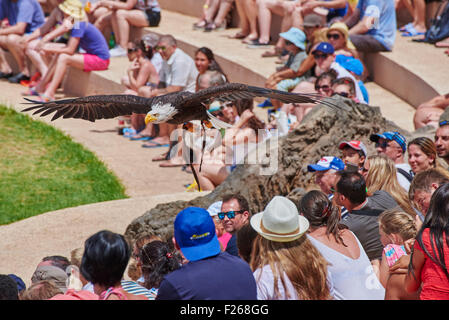 L'aquila calva (Haliaeetus leucocephalus, dal greco hali 'sea', aiētos " Eagle ", leuco " bianchi ", cephalos 'testa') Foto Stock