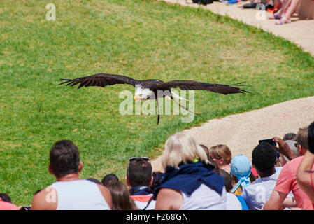 L'aquila calva (Haliaeetus leucocephalus, dal greco hali 'sea', aiētos " Eagle ", leuco " bianchi ", cephalos 'testa') Foto Stock