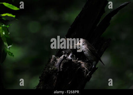 Spotted Flycatcher vicino al nido con pulcini Foto Stock