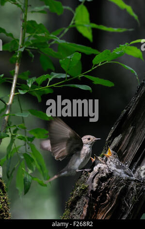 Spotted Flycatcher presso il nido con quattro pulcini nella foresta scura Foto Stock