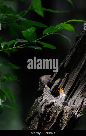 Spotted Flycatcher vicino al nido con pulcini Foto Stock