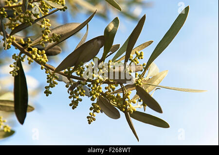 Olive boccioli di fiori sugli alberi contro il cielo blu Foto Stock