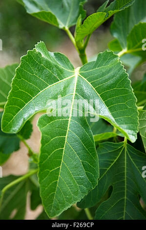 Foglia di Fico su albero Foto Stock