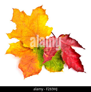 Collezione colorata belle foglie di autunno isolati su sfondo bianco Foto Stock