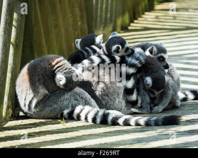 Un gruppo di anello-tailed lemuri raggomitolati insieme al sole Foto Stock