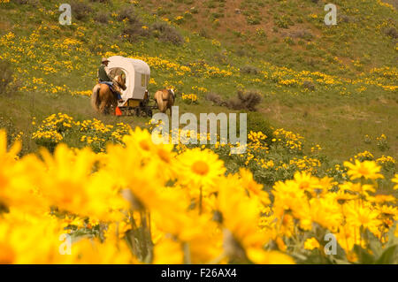 Corsa a carro Rendezvous con Balsamroot (Balsamorhiza deltoidea), Methow Area faunistica, Washington Foto Stock