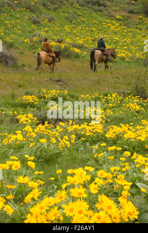 Corsa a cavallo Rendezvous riders, Methow Area faunistica, Okanogan County, Washington Foto Stock