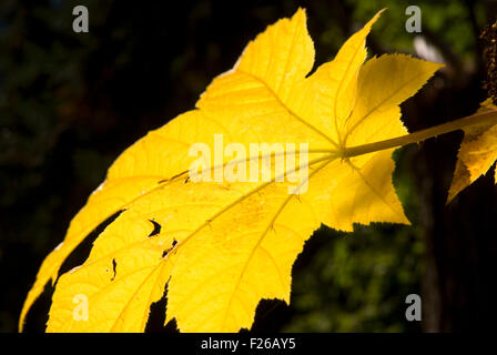 Devils Club in foglie di autunno sul Lago di Ann Trail, Okanogan National Forest, Washington Foto Stock