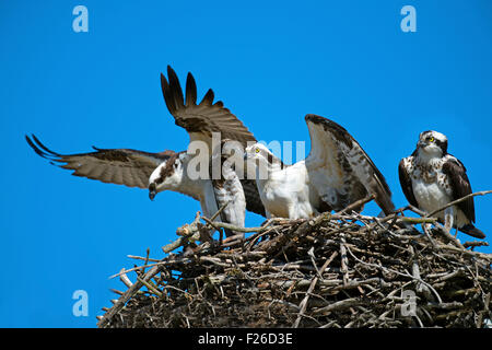 Osprey intruso sbarco nel nido Foto Stock
