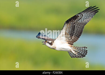 Osprey in volo Foto Stock