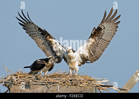 Osprey sbarco nel nido. Foto Stock