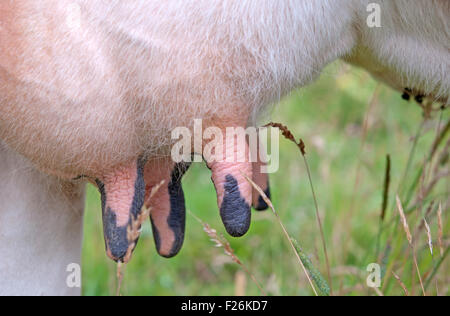 Una mammella di mucca giovani close up Foto Stock