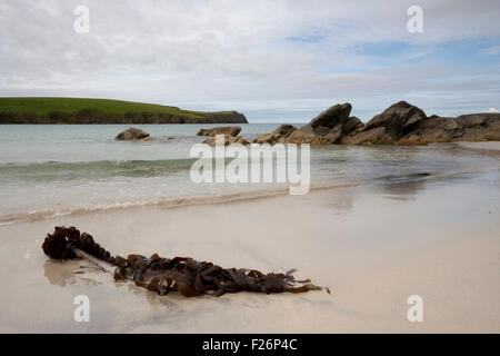 Le alghe sulla spiaggia, San Ninian's Isle, Shetland, isole del Nord, Scozia, Regno Unito Foto Stock