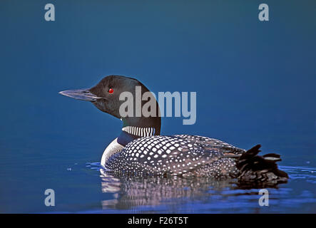 Loon comune o Great Northern Diver, ritratto, nuoto sul lago Foto Stock