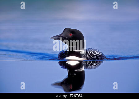 Loon comune nuotare nel lago. Foto Stock