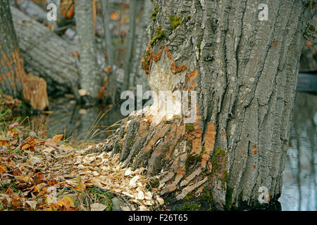 Grandi Poplar Tree che mostra segni di Beaver lavoro Foto Stock