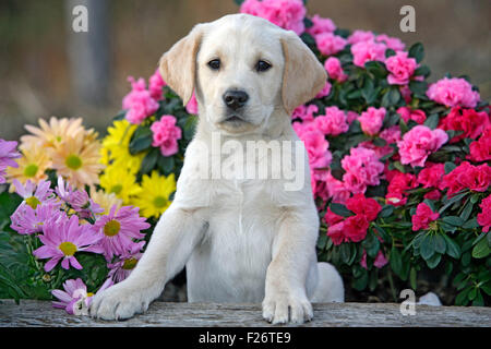 Giallo Labrador Retriever cucciolo seduto da fiori da giardino Foto Stock
