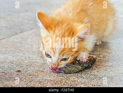 Orange kitten mangiare pesce crudo. Cat masticare su un pezzo di pesce. Foto Stock