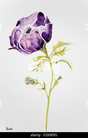 Anemone viola su sfondo bianco Foto Stock