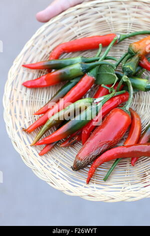 Home freschi coltivati lungo verde e rosso chilis Foto Stock