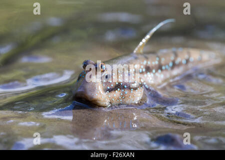 Mudskipper Foto Stock