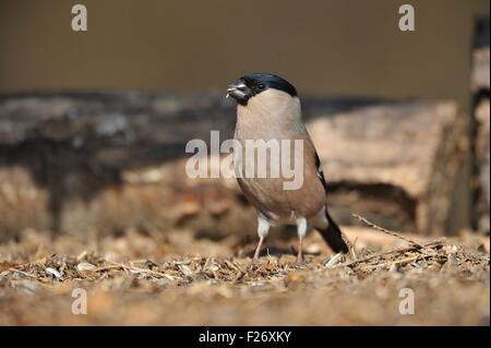 Ciuffolotto - Northern Bullfinch - Comune Bullfinch (Pyrrhula pyrrhula) femmina rovistando sul terreno in inverno Foto Stock