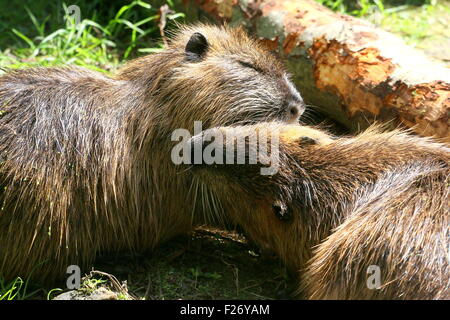 Close-up di due South American Coypus o fiume di ratti (Myocastor coypus) pulizia reciprocamente le pellicce Foto Stock