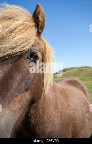 Pony Shetland Shetland, isole del Nord, Scozia, Regno Unito Foto Stock