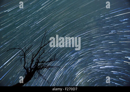 Un timelapse della Via Lattea ad agosto con una silhouette di un albero di fronte ad esso. Foto Stock