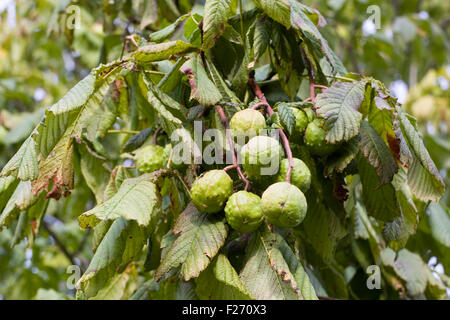 Aesculus hippocastanum. Ippocastani sull'albero. Foto Stock