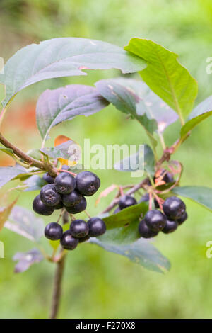 Bacche di Aronia. Chokeberry frutti in autunno. Foto Stock