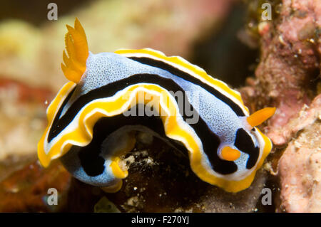 Chromodoris annae, Kimbe Bay, Papua Nuova Guinea Foto Stock