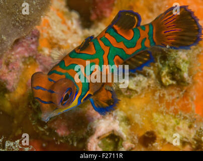 Pesce mandarino (Synchiropus splendidus) Foto Stock