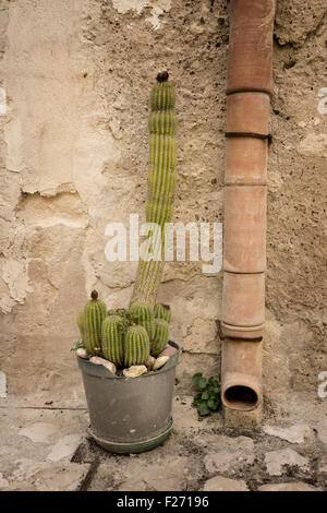 Impianto di cactus vicino al tubo di drenaggio, Matera, Puglia, Italia Foto Stock