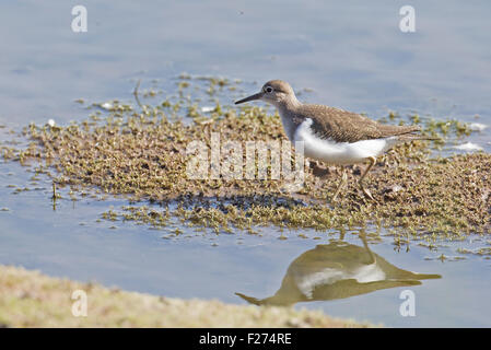 Sandpiper comune sulla riva di un lago Shropshire Foto Stock