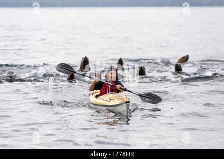 Ragazzo kayak con Steller leoni di mare, Federico Suono, Alaska. Foto Stock