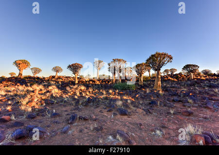 Per Quiver Tree Forest al di fuori di Keetmanshoop, Namibia all'alba. Foto Stock