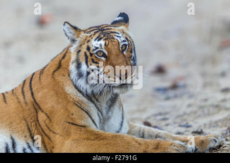 Bijrani Tigre ritratto a Jim Corbett National Park, India. ( Panthera Tigris ) Foto Stock