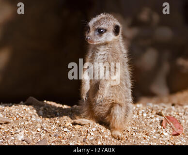 Baby slanciata Meerkat codato (suricata suricatta) Foto Stock