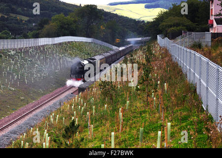 Tweedbank, UK. Xiii Sep, 2015. In questo giorno 13 settembre 2015 treno a vapore chiamato tornado approcci 60163 Tweed stazione della banca. Uno dei primi treni a vapore a venire dopo la regina ha aperto la linea il 9 settembre.2015 Credit: Mark rosa/Alamy Live News Foto Stock