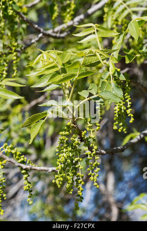 Fioritura Black Walnut Tree (Juglans nigra), Arizona Foto Stock