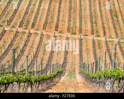 Linee di vigneti in Alentejo pianure Foto Stock