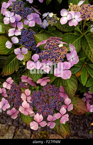 Lacecap Hydrangea ( Hydrangea macrophylla normalis ) Foto Stock