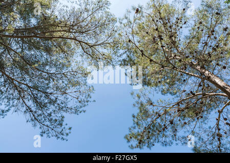 Coppe di pino contro il cielo blu e chiaro in Spagna Foto Stock