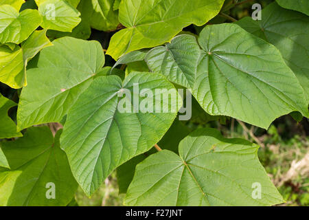 Le grandi foglie del Sapphire dragon tree, Paulownia kawakami Foto Stock