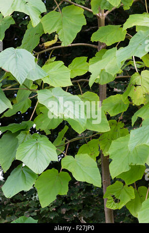 Le grandi foglie del Sapphire dragon tree, Paulownia kawakami Foto Stock