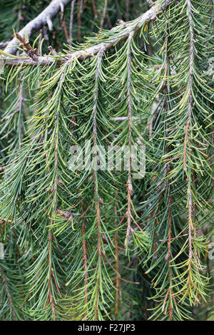 Close up penzolante rami della evergreen Brewer's piangendo abete, picea materiale birrario. Foto Stock