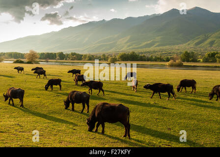 Buffaloes al tramonto vicino lago di Kerkini in Grecia Foto Stock